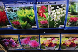 Spring Assortment Bulbs and Perennials Costco