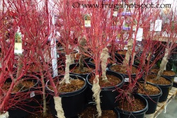 Coral Bark Maple 9.64 Gallon Acer Sango Kaku Costco