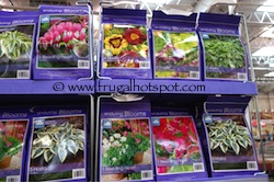 Enduring Blooms Spring Perennial Assortment Costco