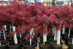 Japanese Maple 18" x 24" Container Grown Acer Dissectum Costco