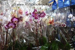 Orchid Costco