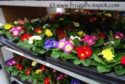 Primrose Flat 15 per flat Costco