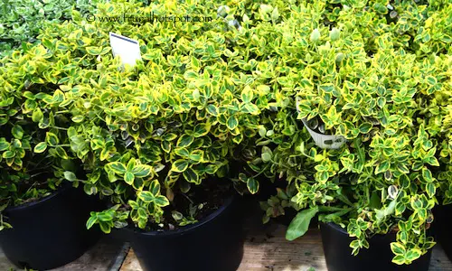 Euonymus Costco