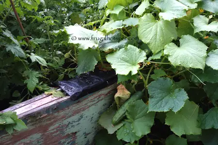 Rhonda's Garden Frugal Hotspot Cucumber