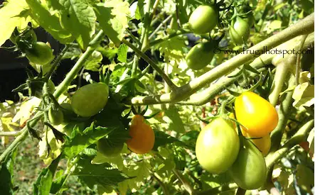 Organic Yellow Pear Tomatoes