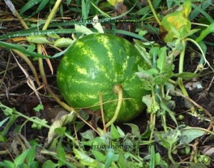 Organic Watermelon