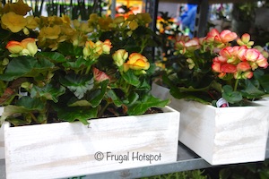 Begonia Wood Box Centerpiece | Costco | Frugal Hotspot