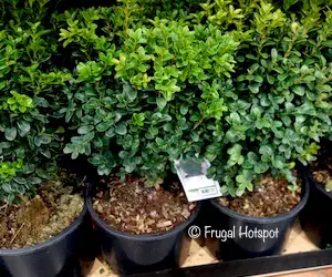 Boxwood Evergreen Shrub 2.14 gal at Costco