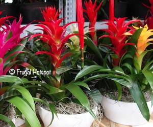 Bromeliad in Ceramic Pot 2.25L at Costco