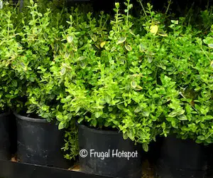 Euonymus 2.14 gal at Costco 