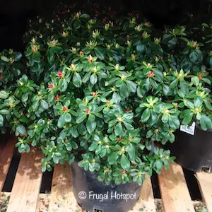 Evergreen Azalea Shrub 2.14 gal at Costco