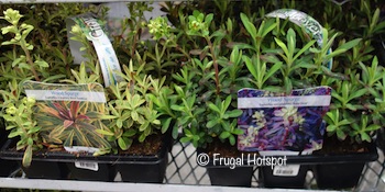 Groundcover Wood Spurge 9-Pack at Costco