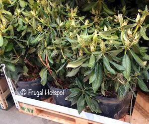 Rhododendron at Costco