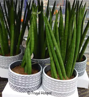 Sansevieria Cylindrica 2.1 qt 2-Pack at Costco