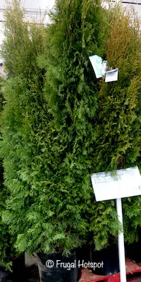 Thuja Arborvitae 6.9 gal Emerald Green at Costco