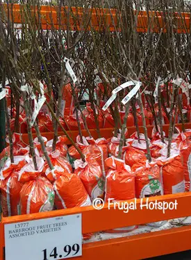 Bareroot Fruit Tree Costco