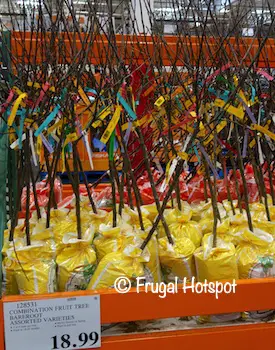 Combination Fruit Tree Bareroot Costco