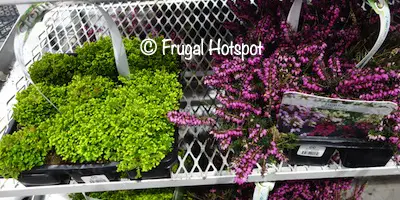 Groundcover Costco Groundcover Costco