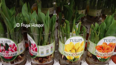 Tulip Bulbs in Vase Costco