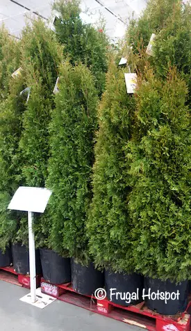 Arborvitae Emerald Green Costco