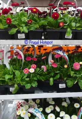 Bellis (English Daisy) Costco Bellis (English Daisy) Costco