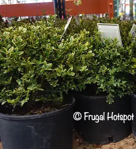 Boxwood 2.14 gal Costco