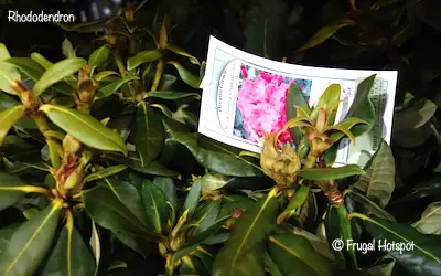 Rhododendron Costco