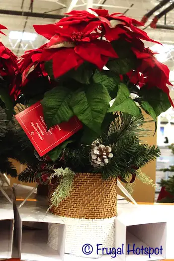 Poinsettia Centerpiece | Costco