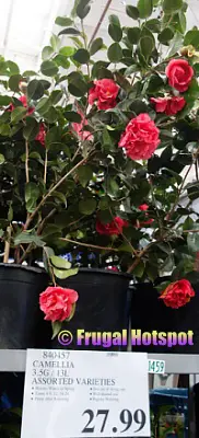 Camellia | Costco