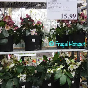 Helleborus Costco item 508728