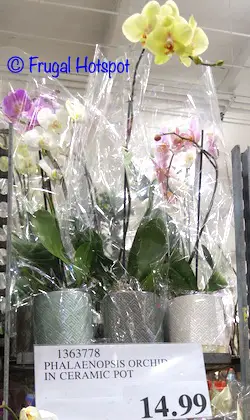 Orchid in Ceramic Pot Phalaenopsis | Costco Display