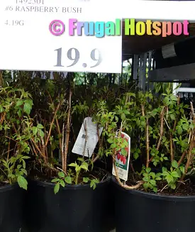 Raspberry Bush | Costco