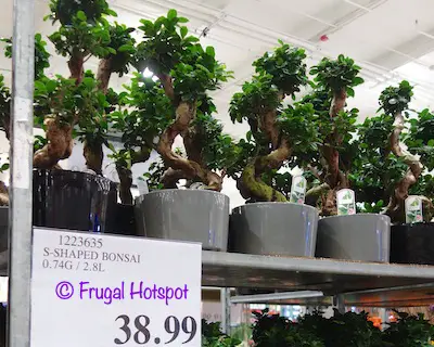 S-Shaped Bonsai 0.74 gal | Costco Display