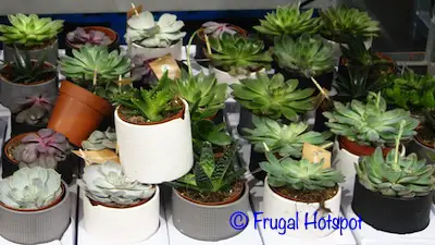 Succulent 3-pack Costco Item 1001730