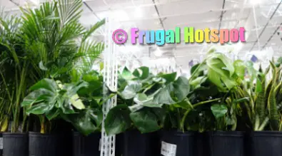 Tropical Foliage | Costco Display