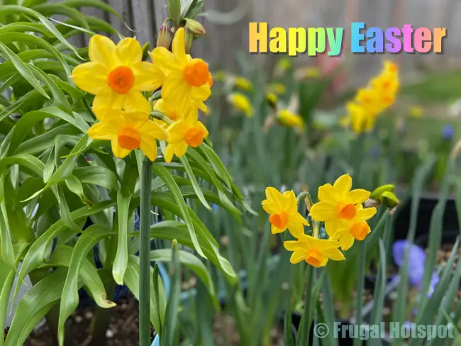 Happy Easter (yellow flowers) | Frugal Hotspot 2021