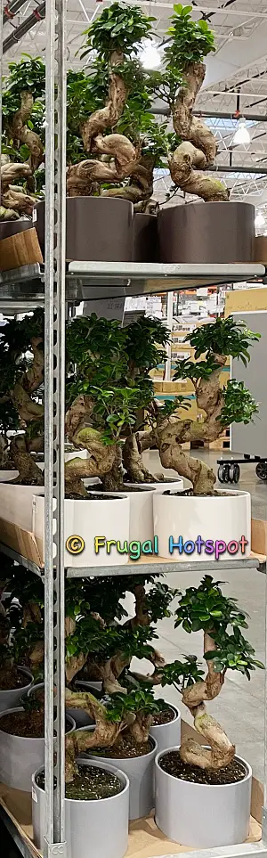 Bonsai S Shaped | Costco