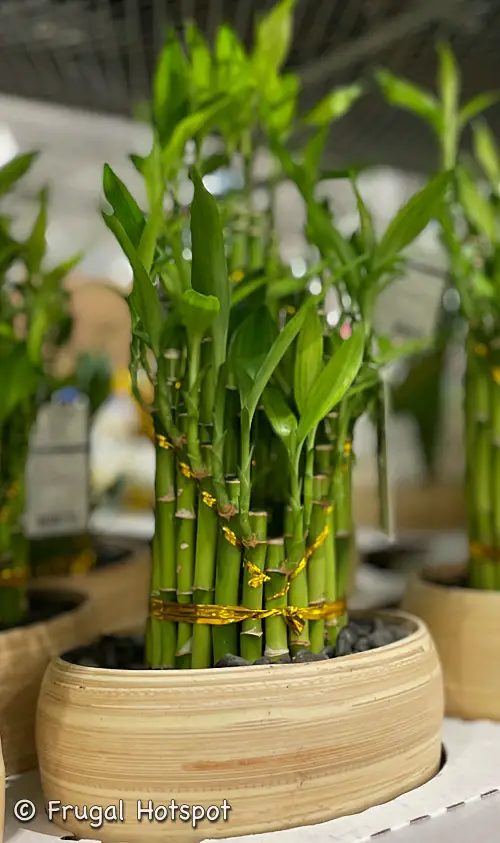 Lucky Bamboo Plant | Costco