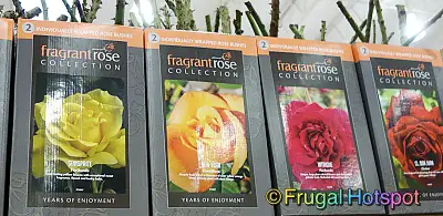 BareRoot Roses Fragrant Rose Collection | Costco