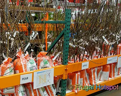 Bareroot Fruit Trees | Costco