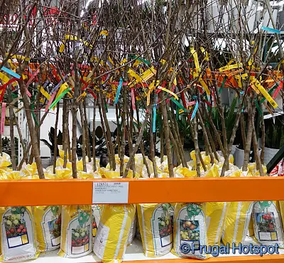 Combination Fruit Tree | Costco